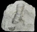 Devonian Horn Coral With Trilobite Head - New York #44614-1